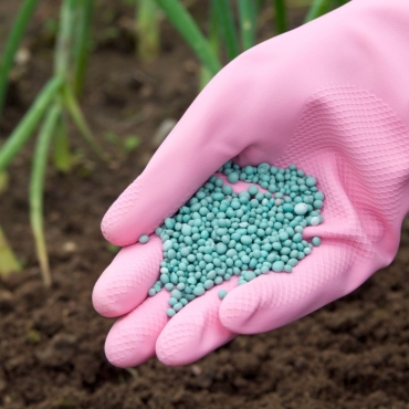 Fertilisation des bonsaï : quand, comment et quel produit utiliser ?