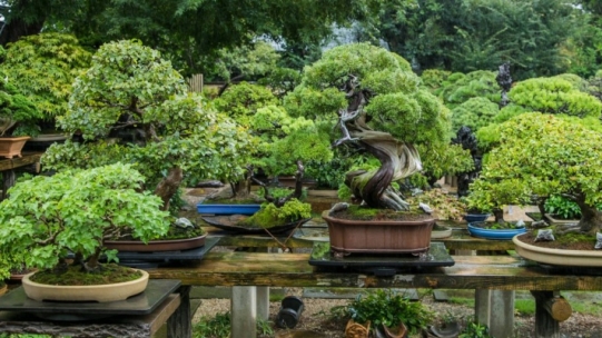 How do you start a bonsai collection?