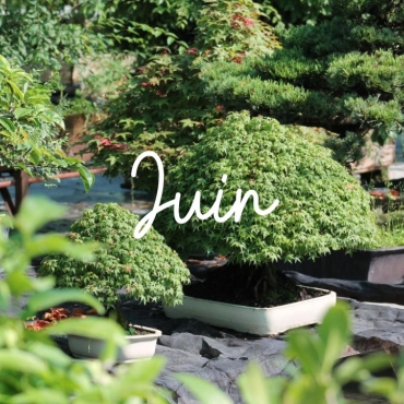Juin chez Bonsaï Galinou : tailles, rempotages et nouveautés à la pépinière
