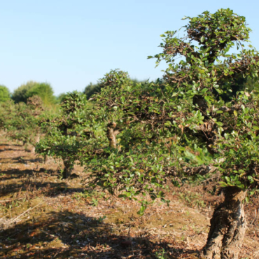 La plantation de bonsaï en pleine terre : une méthode française unique développé