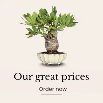 Bonsai at a low price