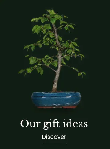 Gifts ideas