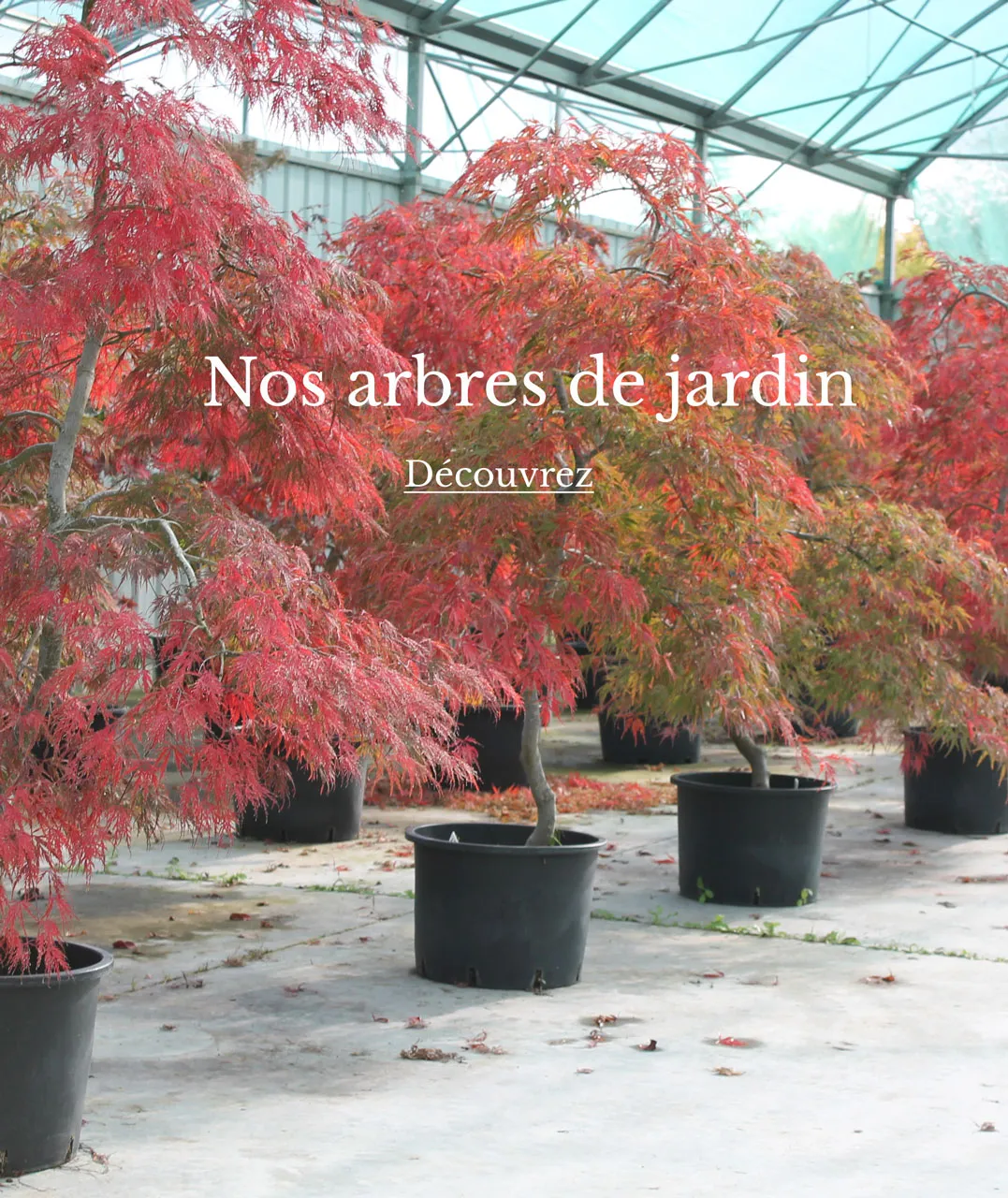 Nos arbres de jardin