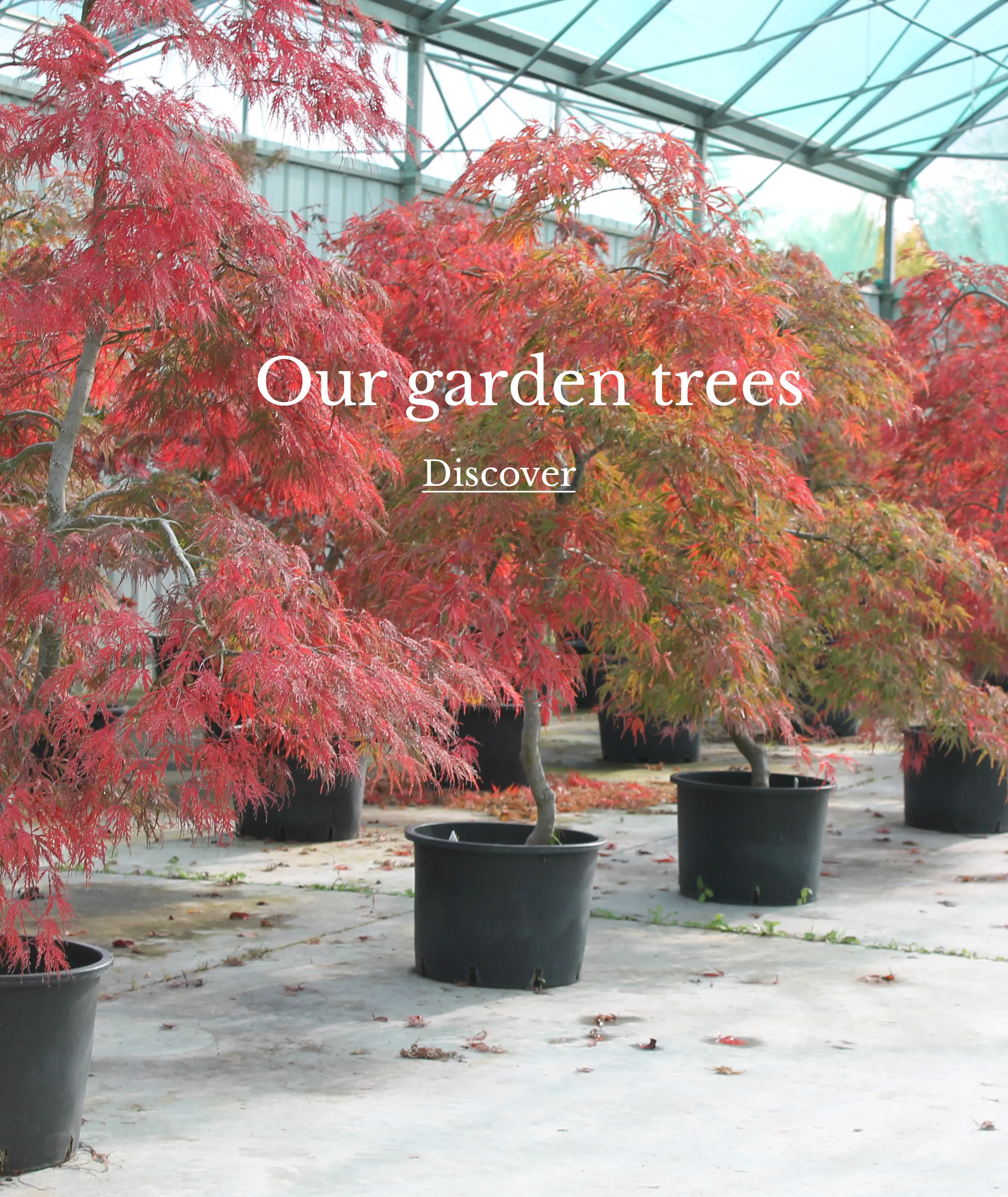 Our garden trees